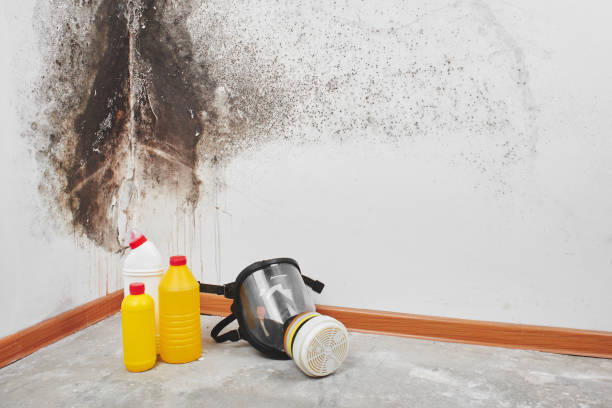 Home Mold Removal in Miles City, MT