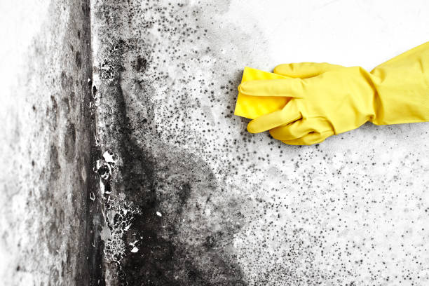 Best Certified Mold Removal  in Miles City, MT