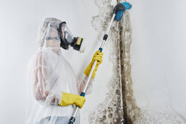 Office Mold Removal Services in Miles City, MT