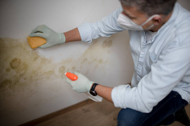 Best Mold Damage Repair  in Miles City, MT