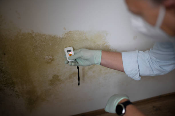 Best Affordable Mold Removal  in Miles City, MT