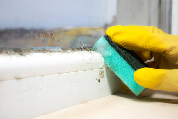 Best Mold Cleaning Services  in Miles City, MT