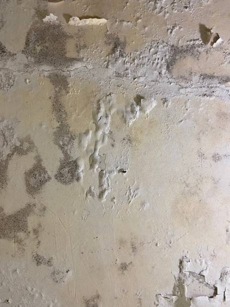 Best Crawl Space Mold Removal  in Miles City, MT