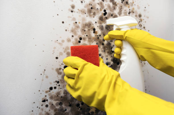 Best Residential Mold Removal  in Miles City, MT