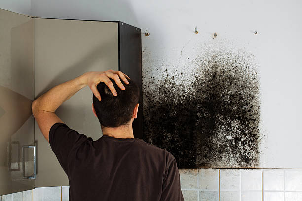 Mold Testing and Removal in Miles City, MT