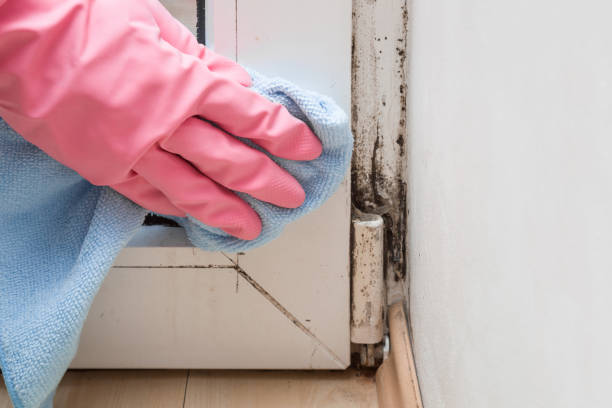 Best Mold Remediation Experts  in Miles City, MT