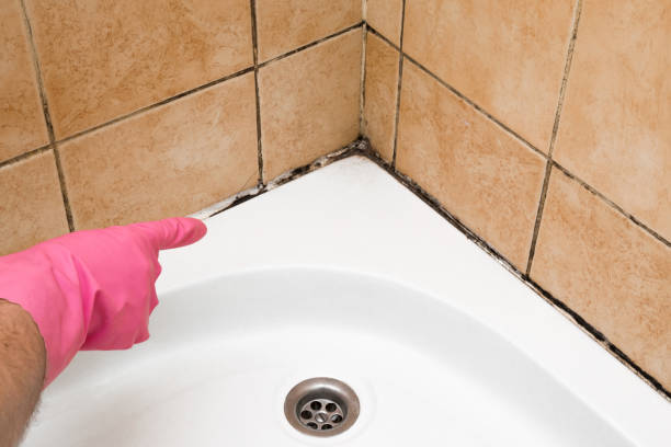 Best Affordable Mold Removal  in Miles City, MT